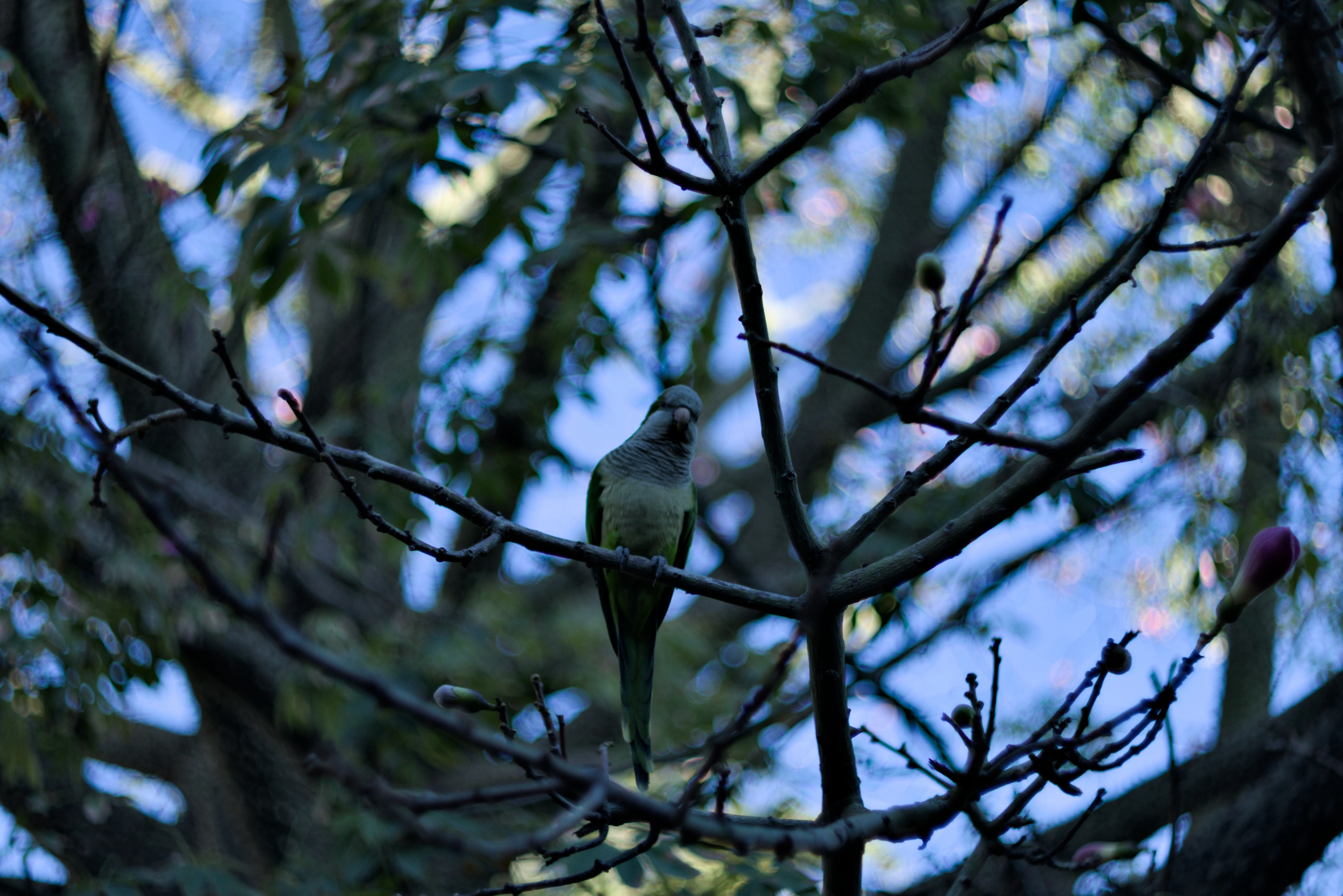 Zenith Helios-77M-4 1,850 (VOMZ) - _I4A2712.webp